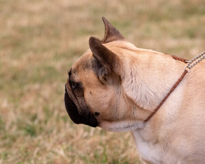 Fototapeta premium French Bulldog head in profile
