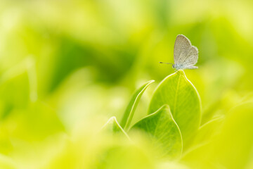 Nature of butterfly in garden using as background butterflies day wallpaper or template brochure landing page 