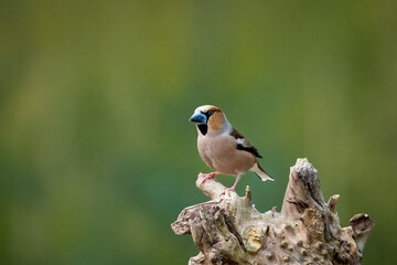 Kernbeißer - Coccothraustes coccothraustes 