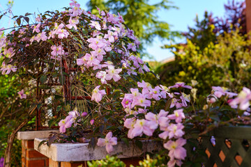 Pink flower creeper on a house garden fence in summer.