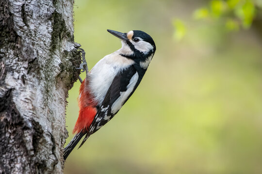 Buntspecht - Great spotted woodpecker