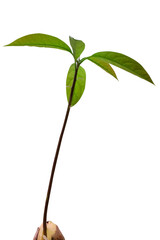 Young seedling growing. Avocado plant with white background. Sprout avocado. Close up