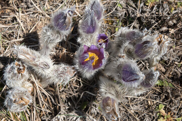 Wild purple spring pasque-flower close