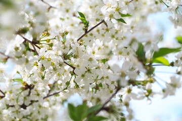 Obraz premium Flowering cherry against a blue sky. Cherry blossoms. Spring background.