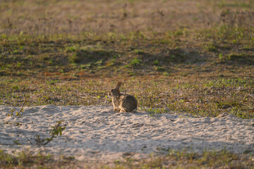a wild hare sits in a gravel pit and checks the area