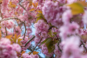 Close up of bright pink flowers on blooming sakura. Blossom cherry tree by blue sky, selective focus