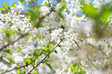 Flowering cherry against a blue sky. Cherry blossoms. Spring background.