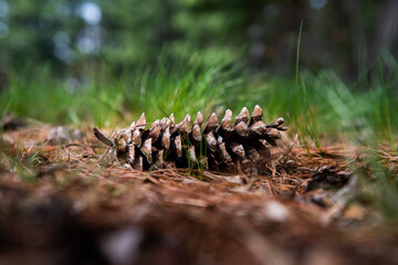 A lone pine cone lays on the forest floor.