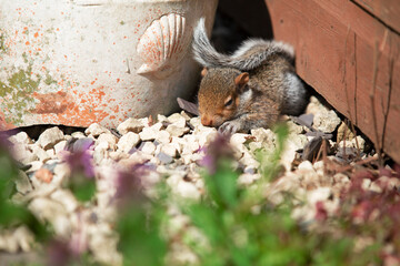 Baby squirrel resting in the sunshine