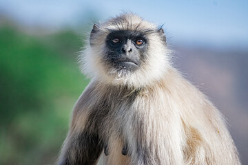 close up of a female monkey