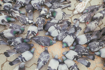 flock of birds eating grain on the sidewalk