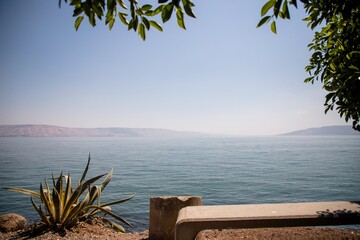 Coast of Sea of Galilee, water and plants, Israel