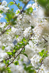 Flowering cherry against a blue sky. Cherry blossoms. Spring background.