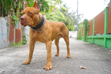 Portrait of red nose American pitbull terrier outdoors.