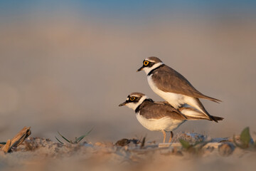 Coupling of little ringed plover on the beach 