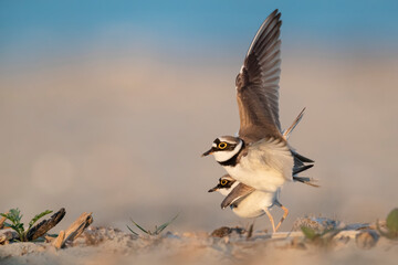 Coupling of little ringed plover on the beach 