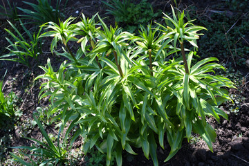 Large bushes of lily flowers in the garden with closed buds. Spring awakening of nature.