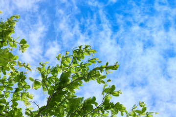 青空と新緑の葉