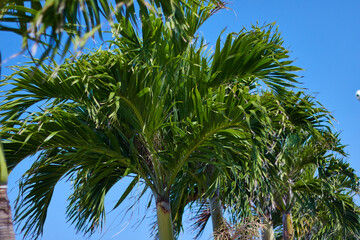 真っ青な青空とヤシの木