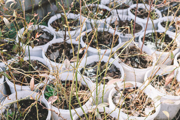 Young blueberry bushes stand in white buckets, preparing for planting in the ground. Planting seedlings. Spring planting of the garden. The root system of the bushes.