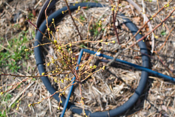 Young blueberry bushes grow in soil with drip irrigation. Forest land. The soil is covered with mulch on top to protect and improve its properties. Spring work in the garden.