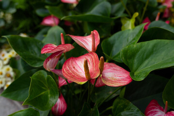 close up view of red anthurium with and green leaves on background