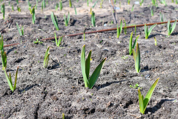 Organically cultivated garlic plantation in the vegetable garden.High bed. Big  sapling of garlic. Garlic Plants on a Ground.