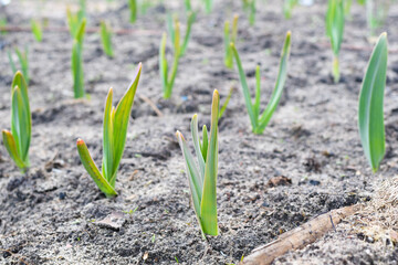 Organically cultivated garlic plantation in the vegetable garden.High bed. Big  sapling of garlic. Garlic Plants on a Ground.