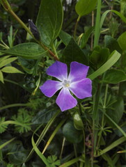 Bigleaf periwinkle or Vinca major, species of flowering plant in the family Apocynaceae, native to the western Mediterranean, is an evergreen perennial, frequently used as groundcover.