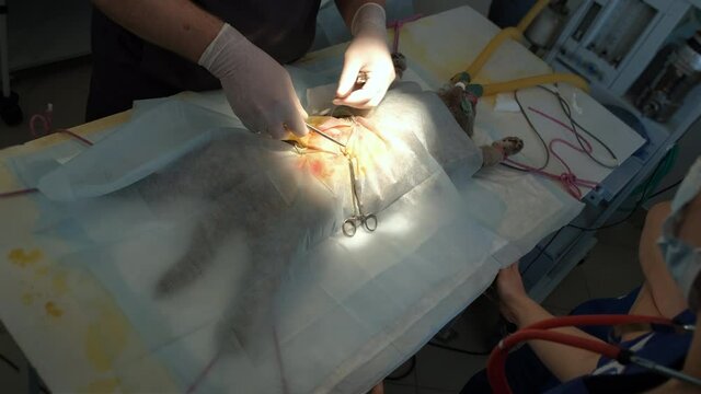 Veterinarian Doing Surgery of a Cat in a Clinic. Stitching Up a Wound after Surgery of Pet. Veterinary Medicine and Taking Care of Pets Concept