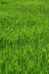 Green grass field. Summer nature texture