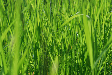 Green grass glowing from the sun rays. Beautiful nature background. Summer texture