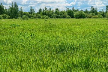 Beautiful summer landscape - green field, trees and blue sky. Nature at sunny day