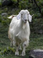 pashmina goat on the meadow
