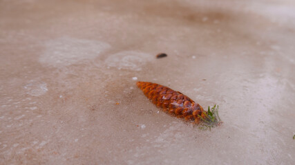 pinecone in the ice