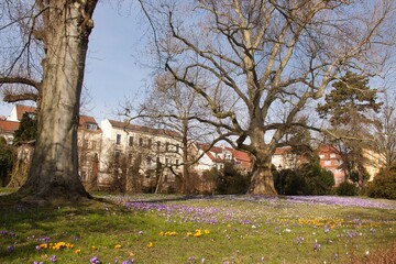 Crocus meadow and old plane tree (Platanus) in Zittau, Saxony, Germany