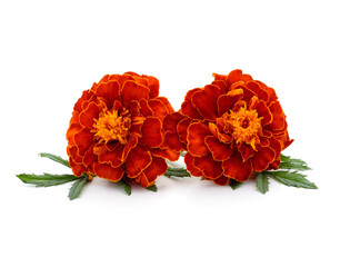 Two orange marigolds.