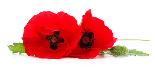 Two red poppy flowers.