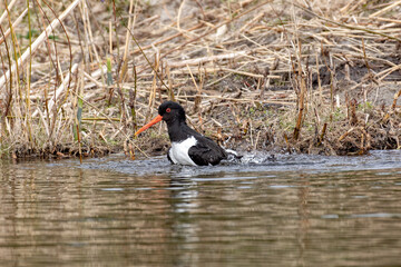 Kulik-magpie takes water procedures on the pond.