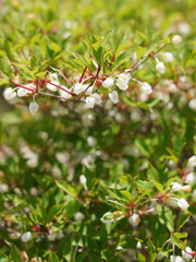 berries of a bush