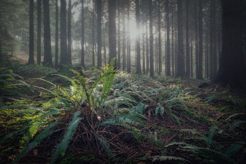 misty woodland and forest Cornwall england uk 