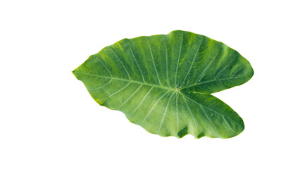 Obraz premium Bonsai leaves, white background, Colocasia esculenta