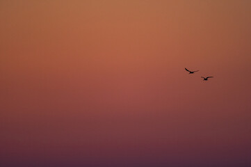 Two Birds in Red Sky