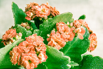 light orange or pale red flower with green leaves of Kalanchoe Blossfeld, selective focus on the...