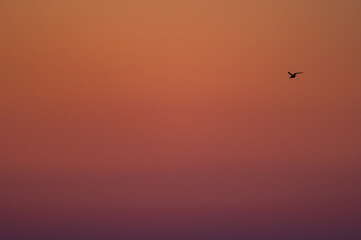 One Bird Flying at Sunrise