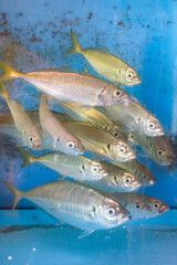 生簀で泳ぐアジ