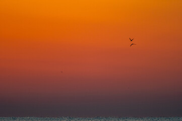 Two Birds over Ocean at Sunrise