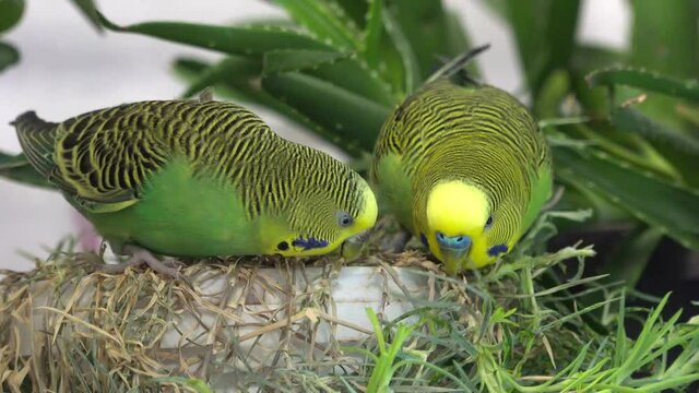 Pair of pretty budgerigar birds preparing to mate at home