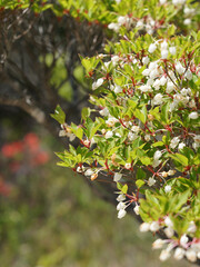 blooming tree