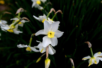 White narcissus flowers flora garden green nature